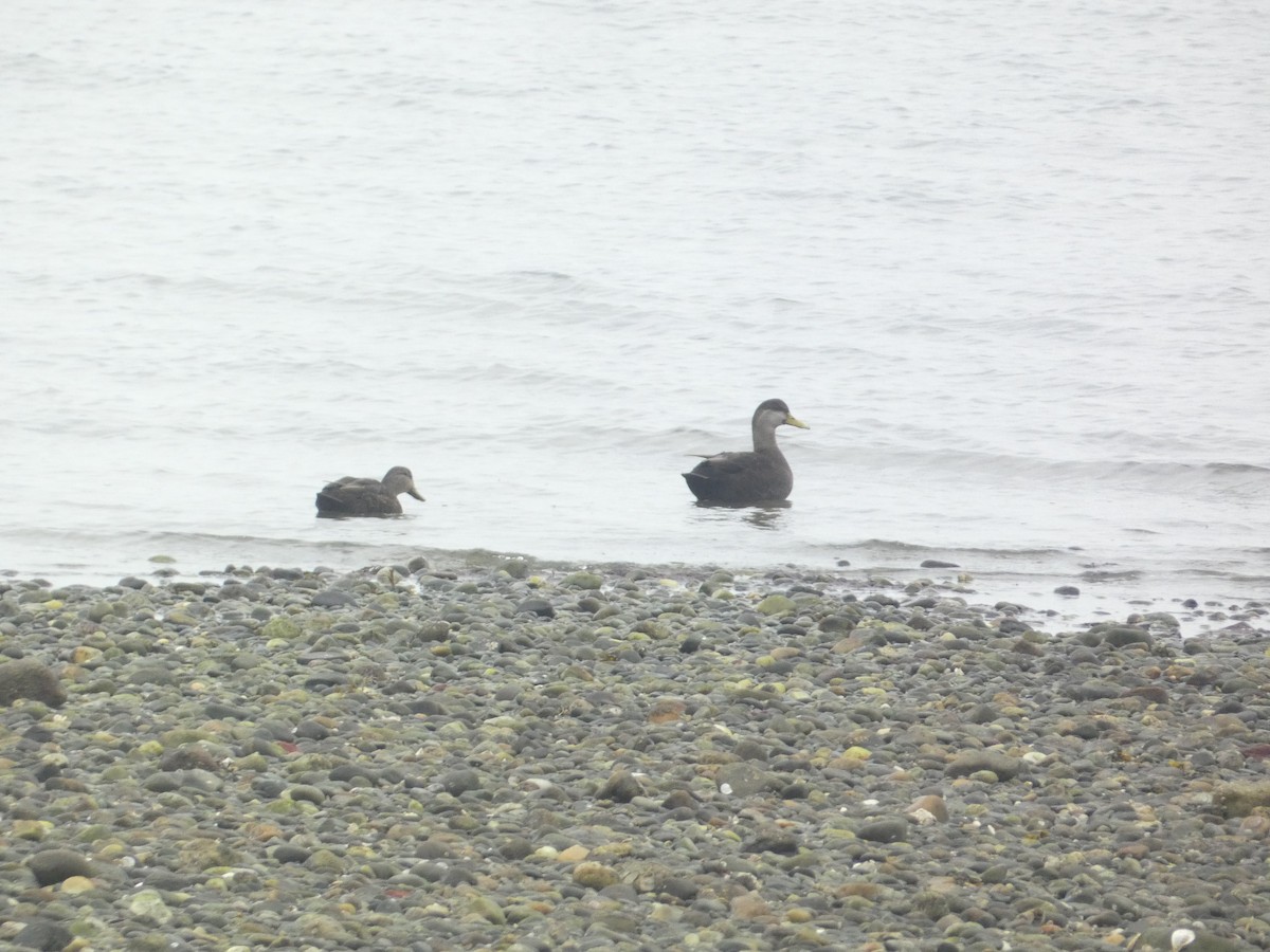 American Black Duck - ML646288775