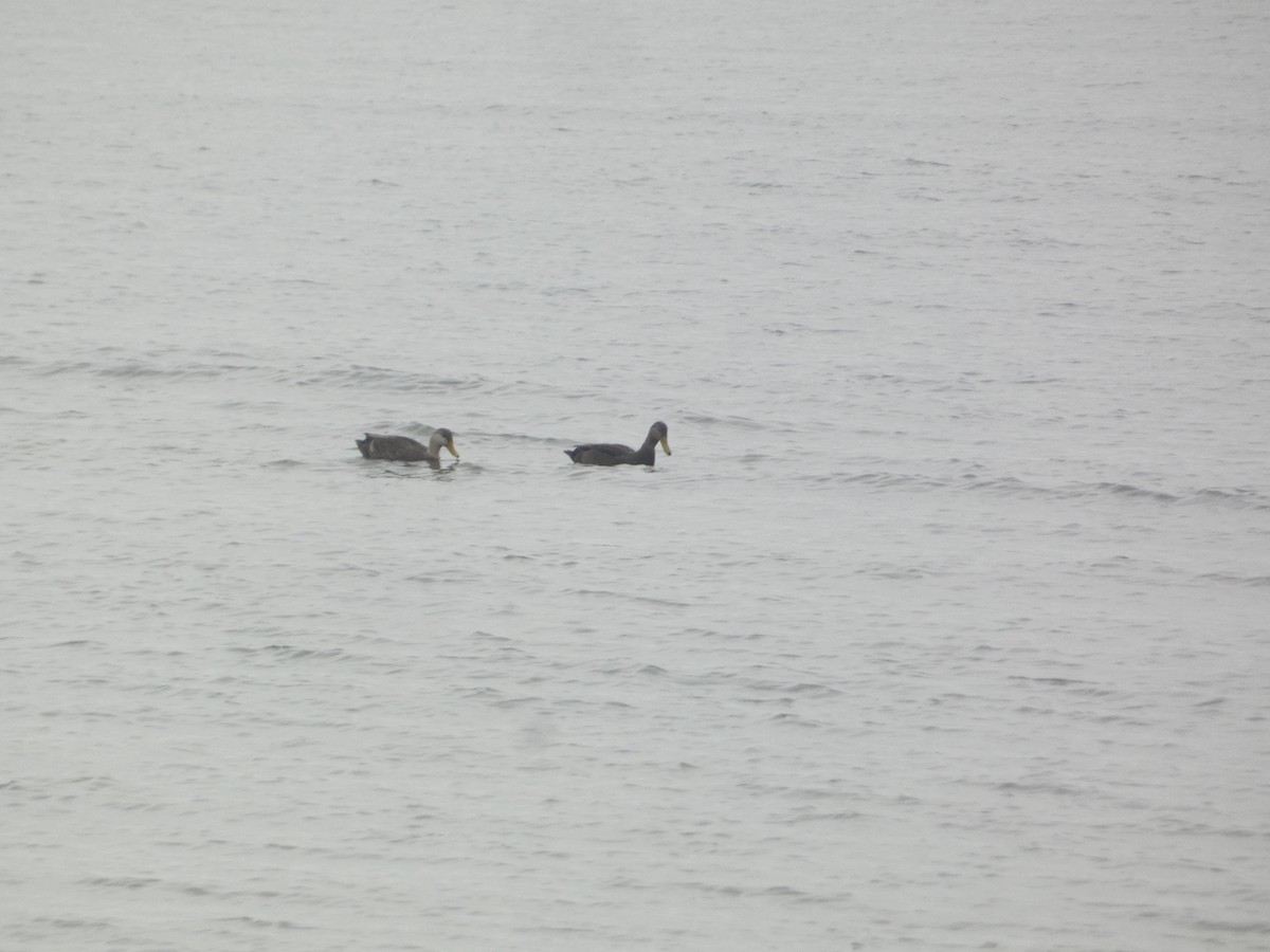 American Black Duck - ML646288778