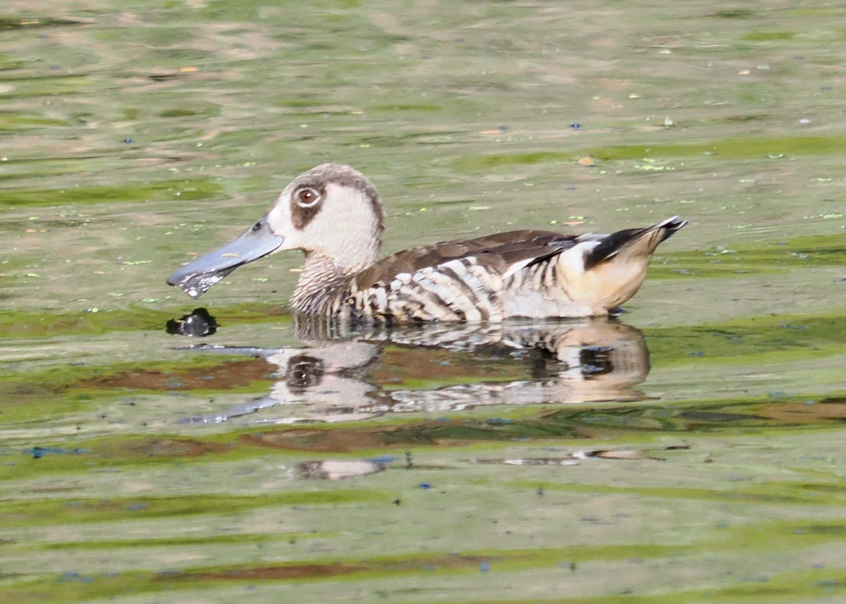 Pink-eared Duck - ML646288780