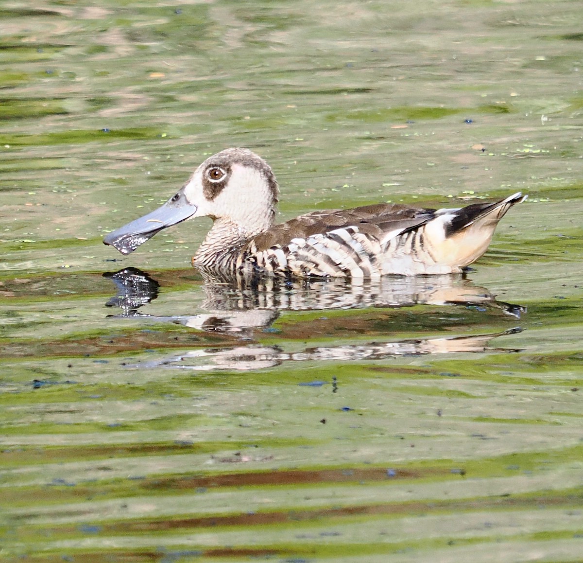 Pink-eared Duck - ML646288781