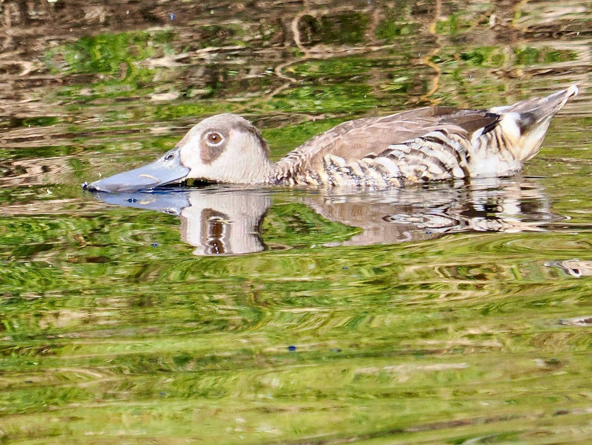 Pink-eared Duck - ML646288782