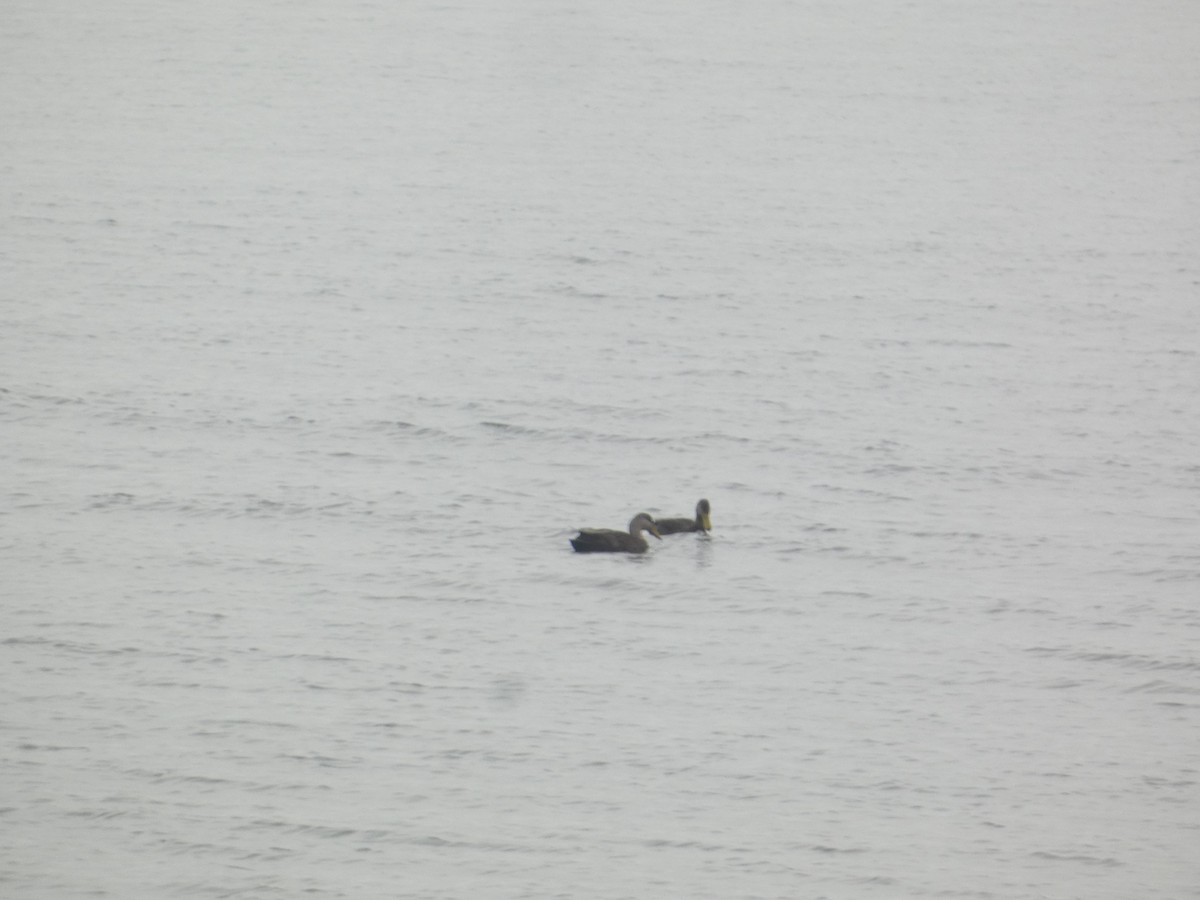 American Black Duck - ML646288783