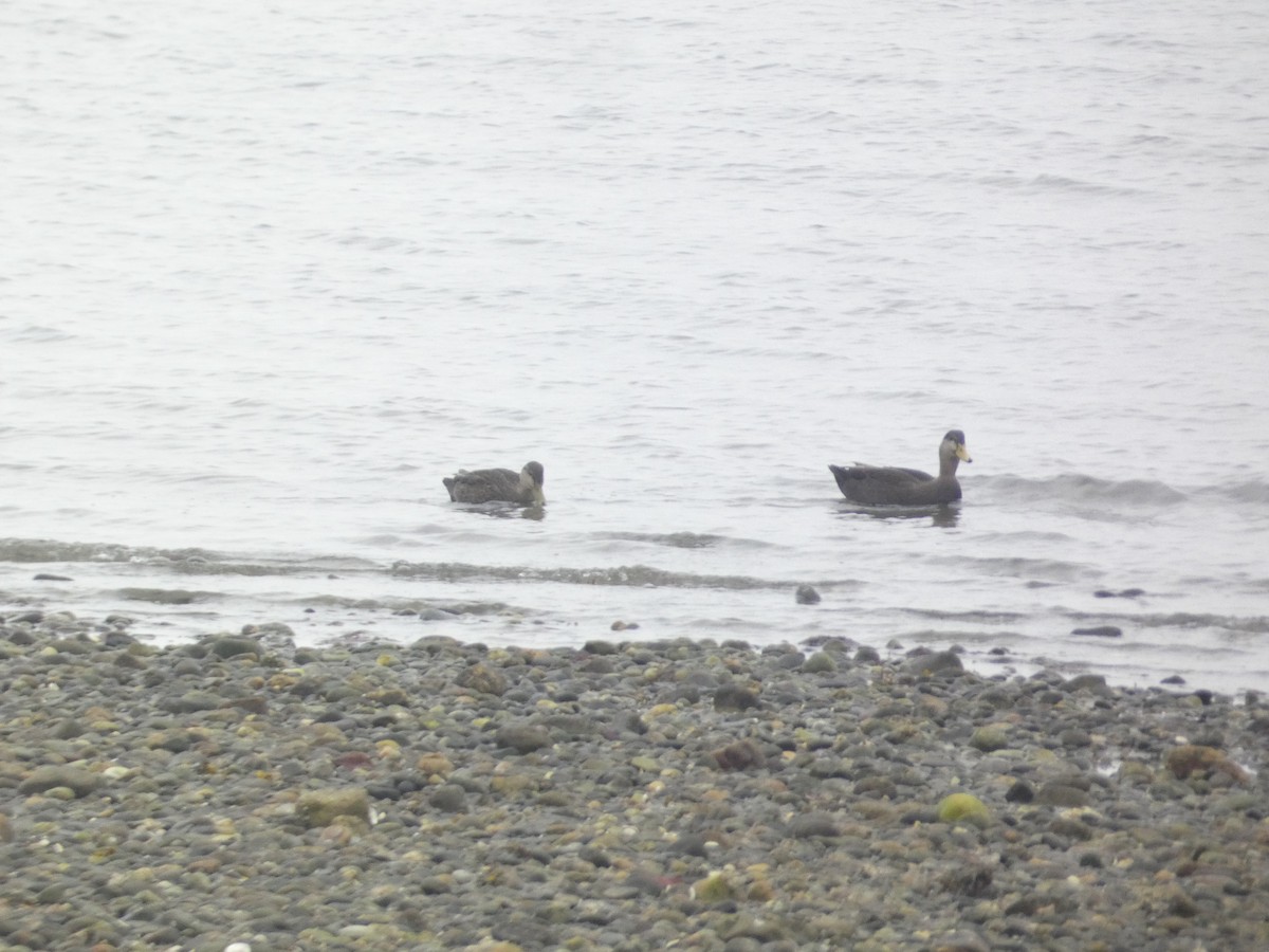 American Black Duck - ML646288785