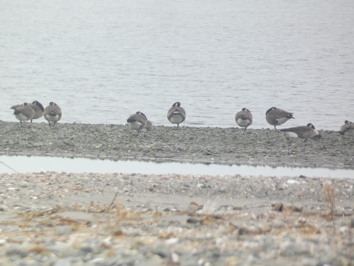 Canada Goose - ML646288786