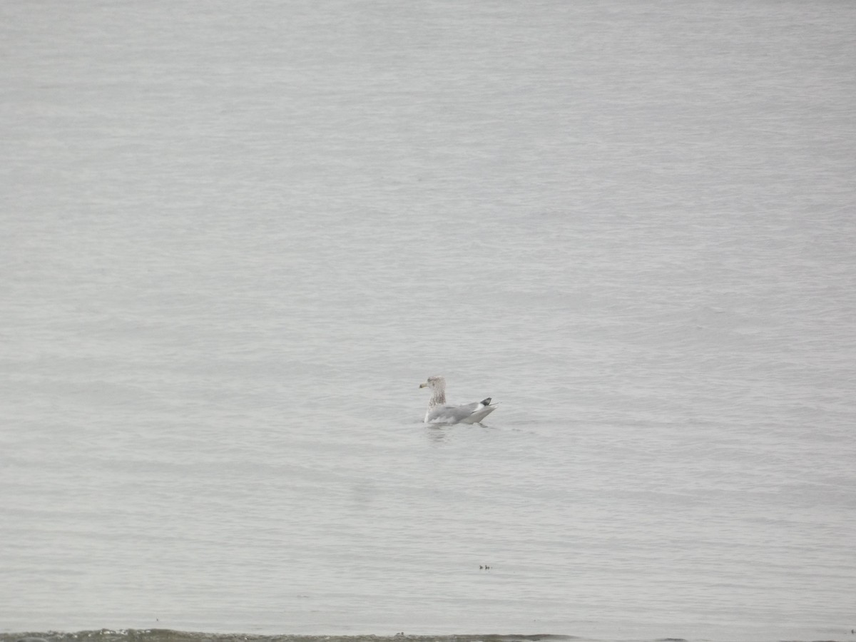 American Herring Gull - ML646288789