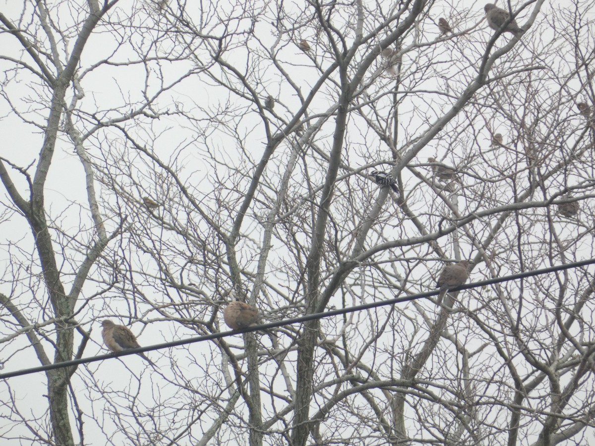 Mourning Dove - ML646288792