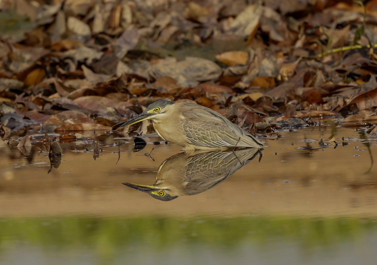 volavka malá - ML646288793