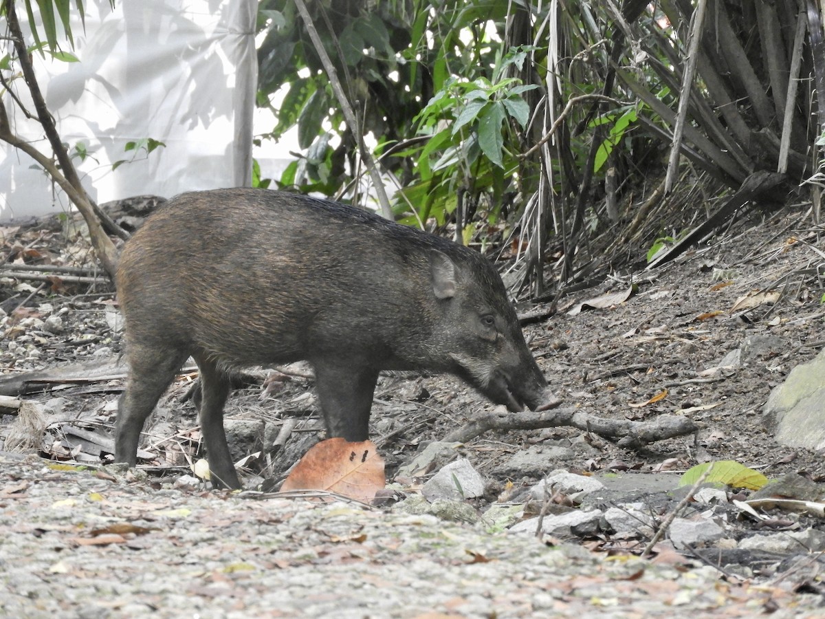 Banded Pig - ML646288794