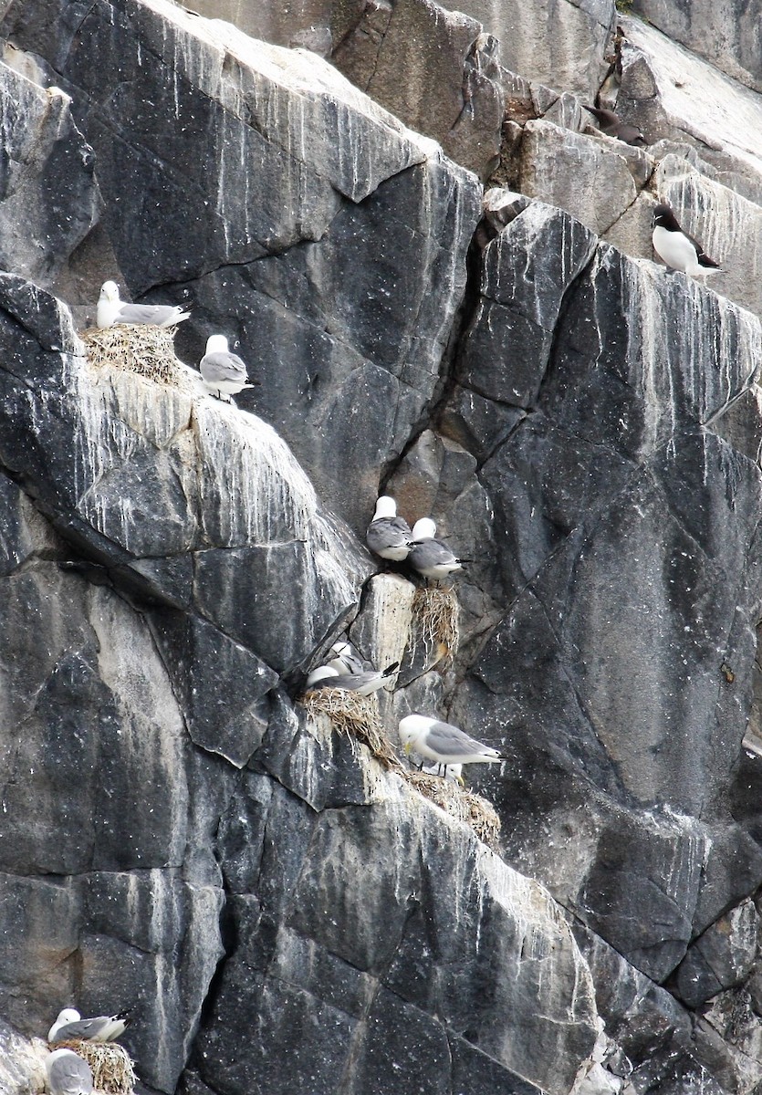 Моевка - ML646288800