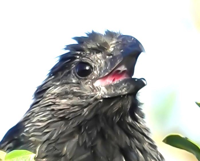 Groove-billed Ani - ML646288801
