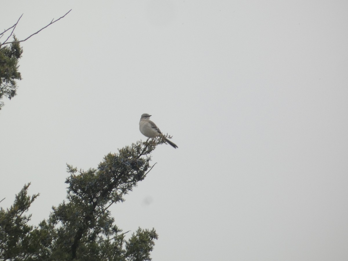Northern Mockingbird - ML646288802