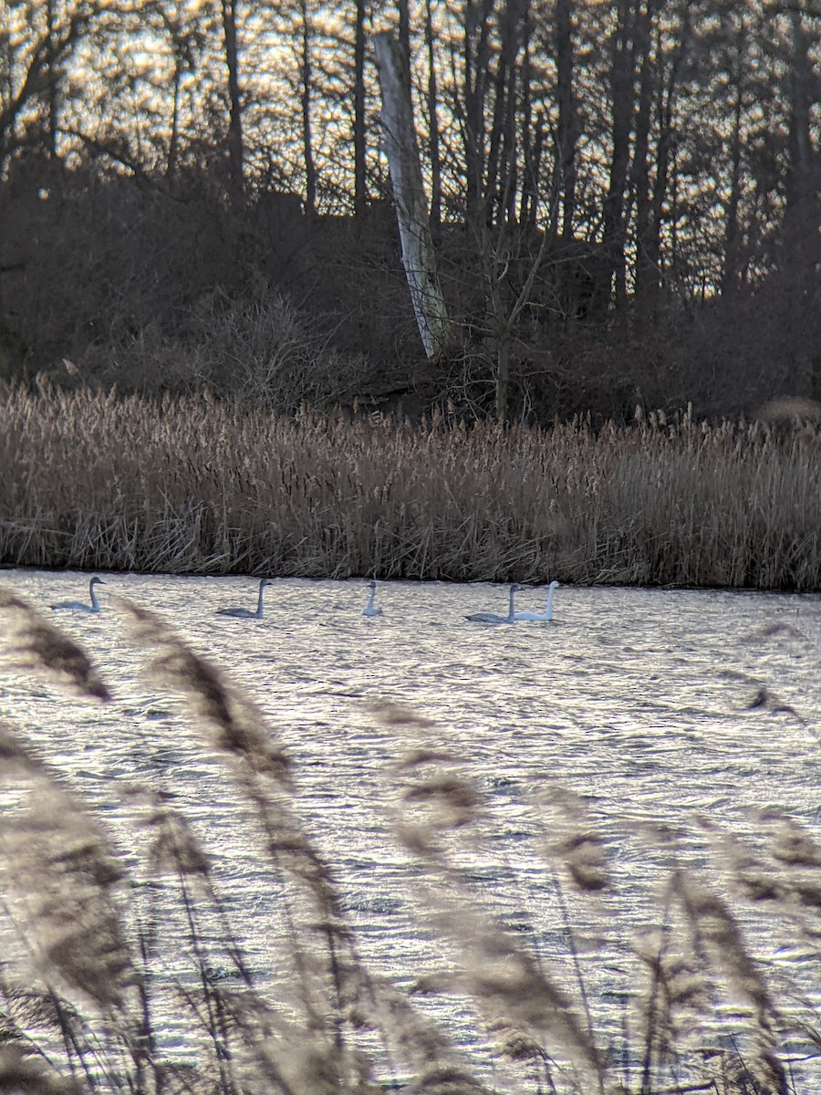 labuť malá (ssp. bewickii) - ML646288809