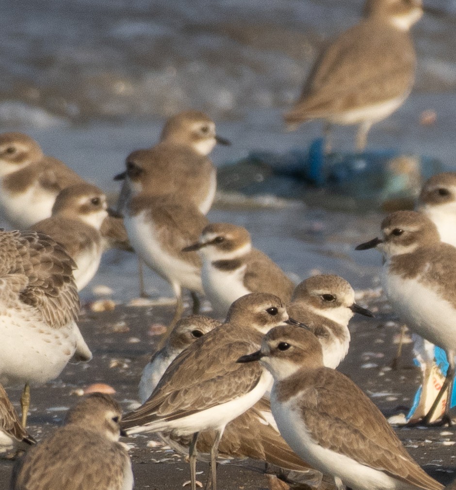 Fratino - ML646288811