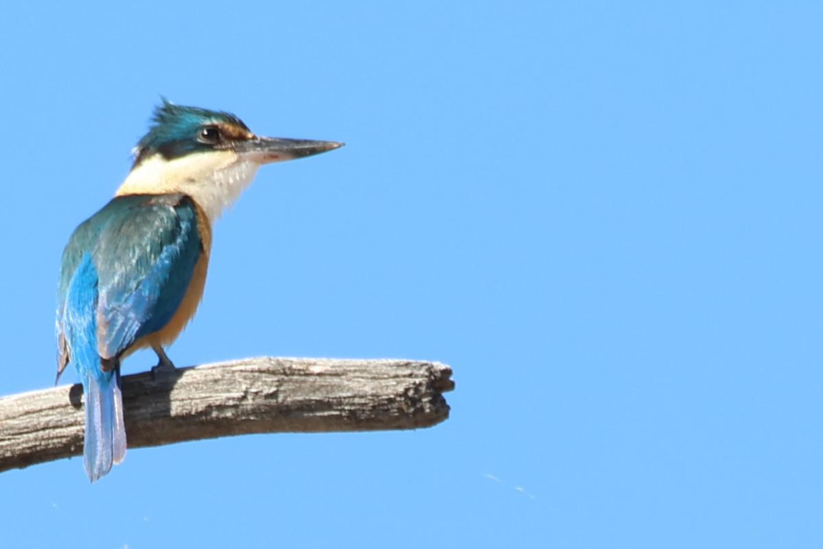 Sacred Kingfisher - ML646288815