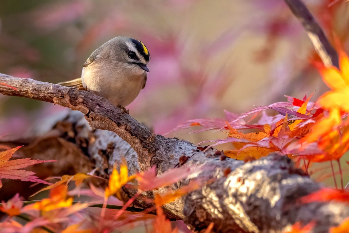 Golden-crowned Kinglet - ML646288817