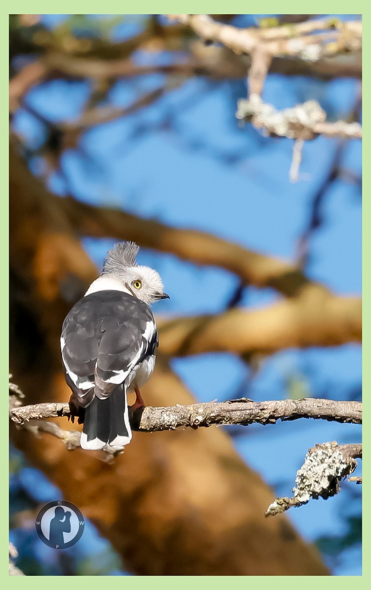 Gray-crested Helmetshrike - ML646288818