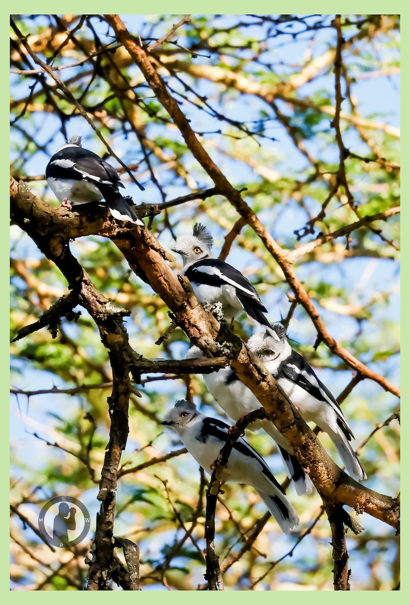 Gray-crested Helmetshrike - ML646288819