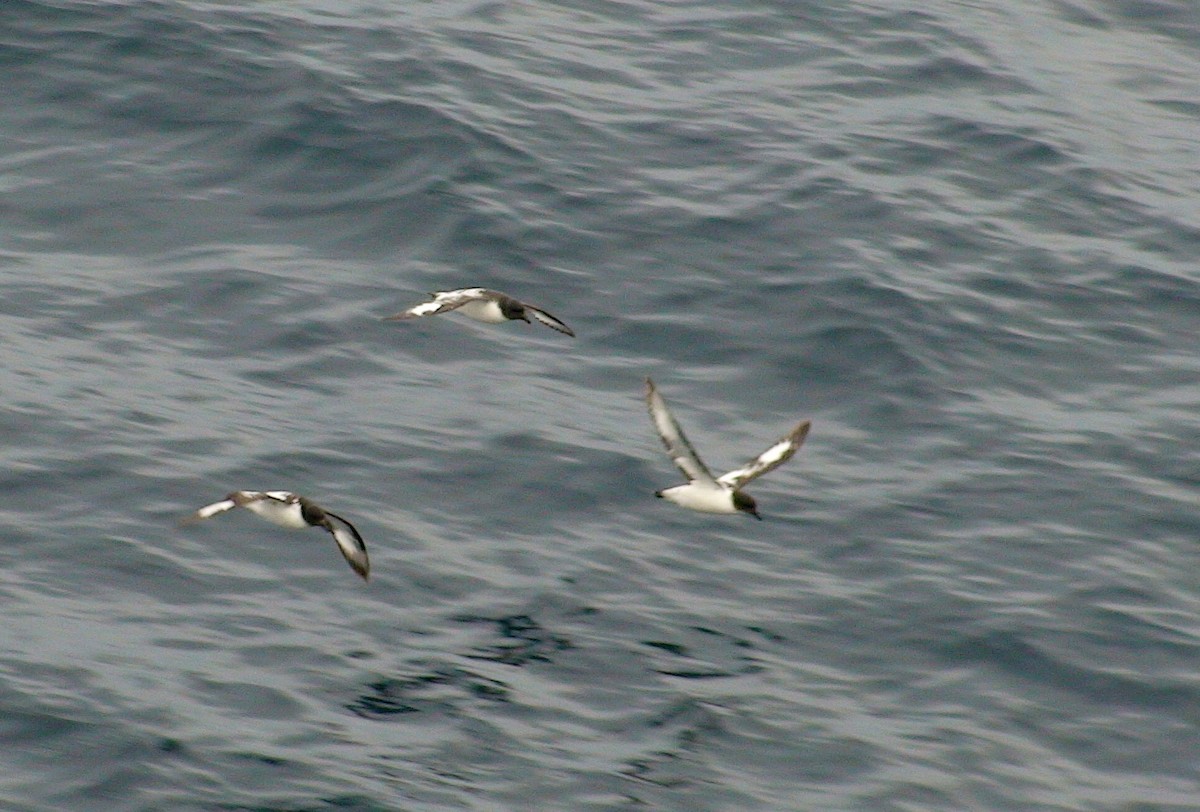 Pintado Petrel - ML646288820