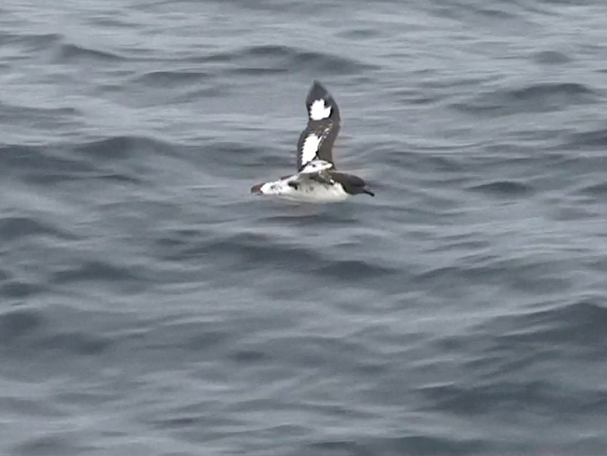 Pintado Petrel - ML646288821