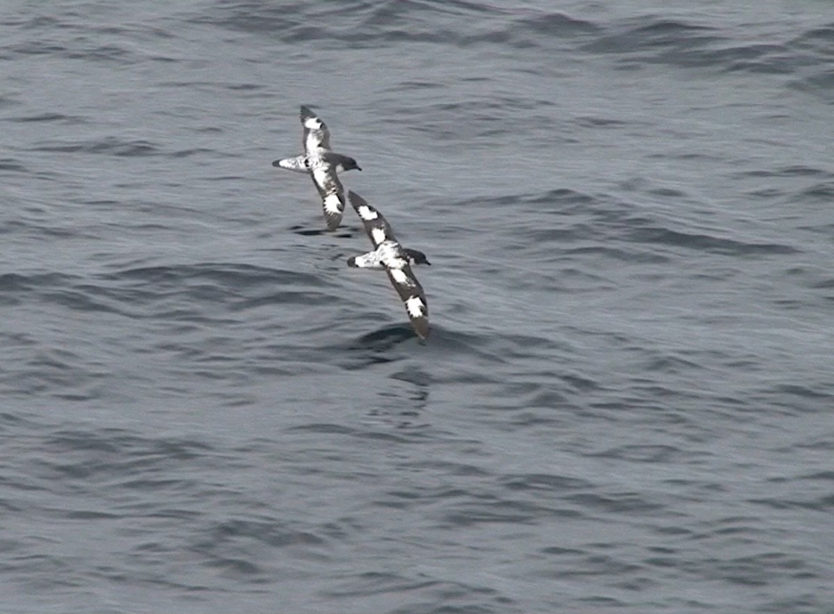 Pintado Petrel - ML646288822