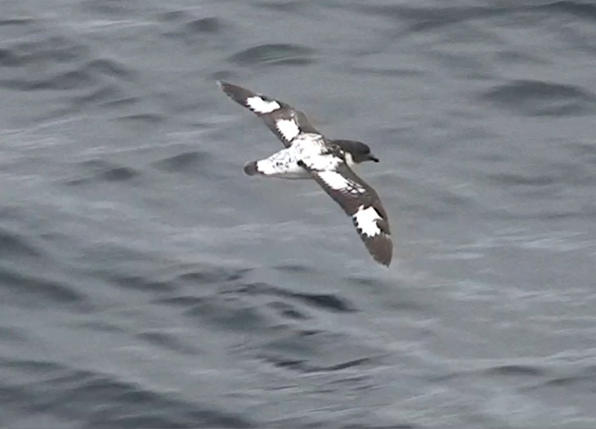 Pintado Petrel - ML646288823