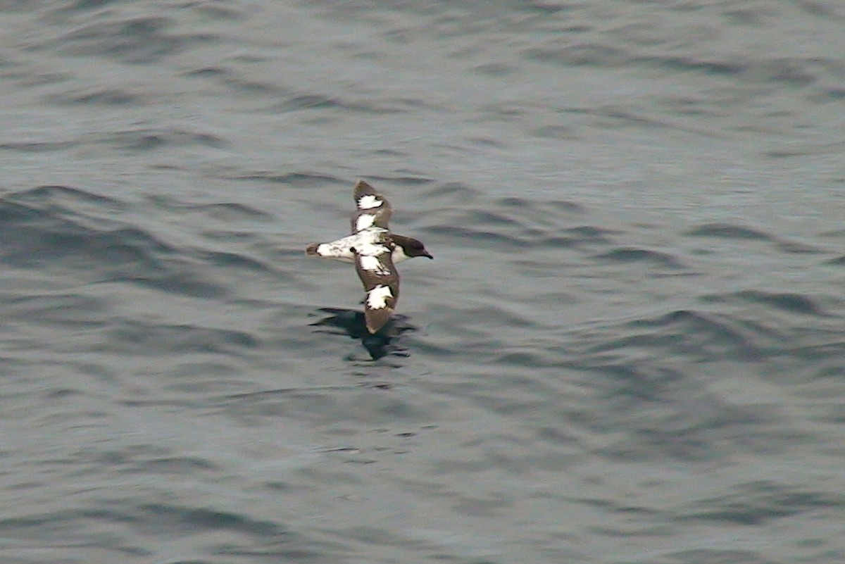 Pintado Petrel - ML646288824