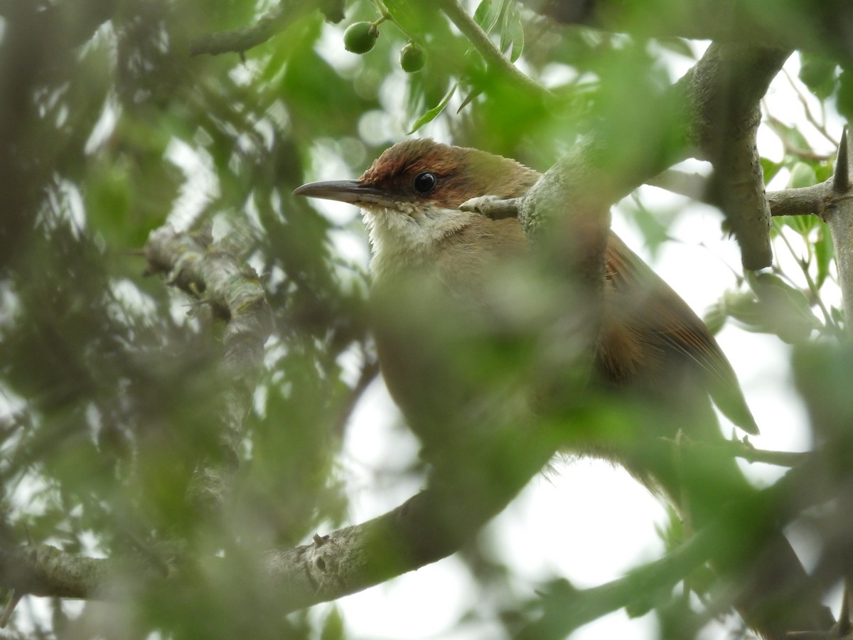 Chaco Earthcreeper - ML646288825