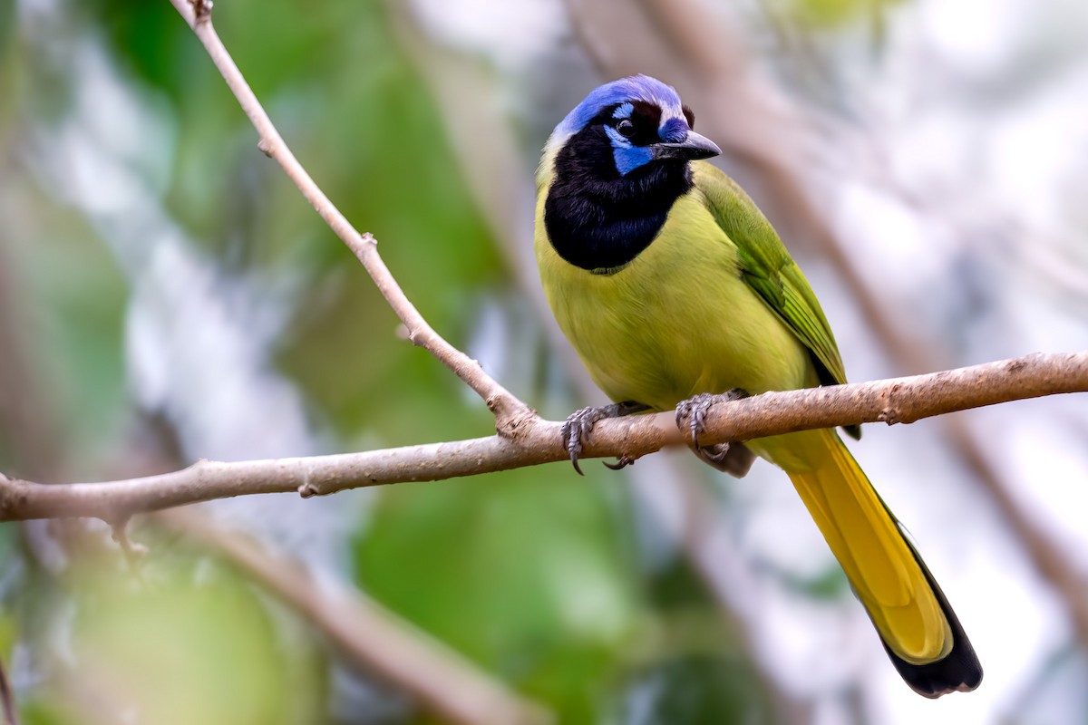 Green Jay - ML646288826