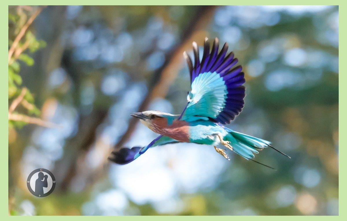 Lilac-breasted Roller - ML646288827