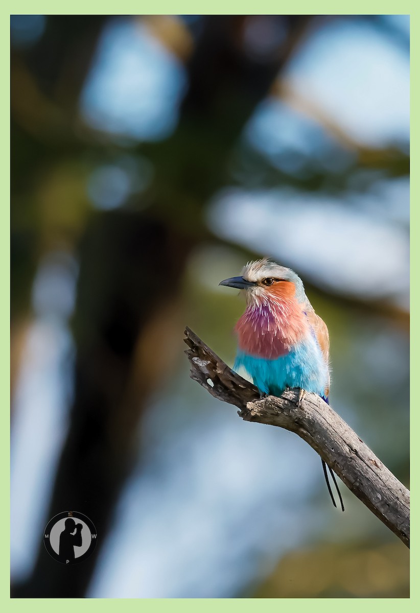 Lilac-breasted Roller - ML646288828