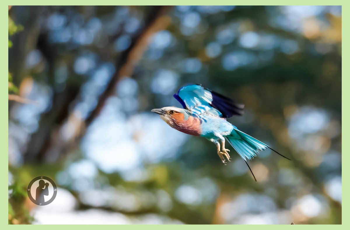 Lilac-breasted Roller - ML646288829