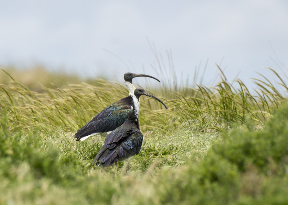 ムギワラトキ - ML646288831