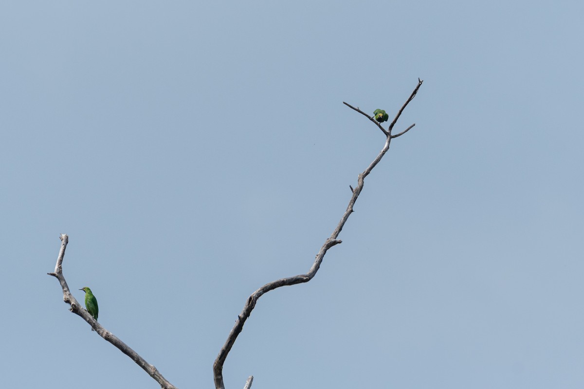 Golden-fronted Leafbird - ML646288837