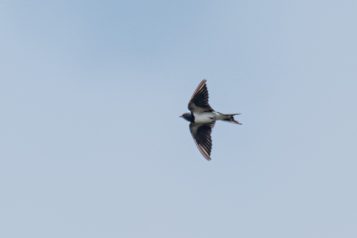 Hirondelle rustique - ML646288838