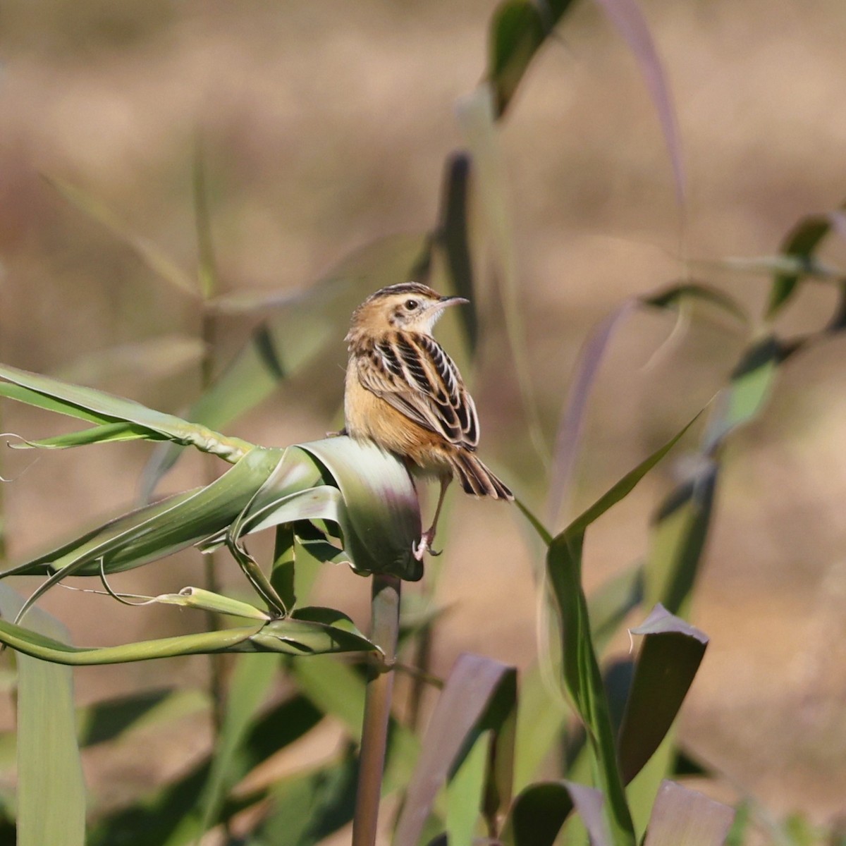 Cisticole des joncs - ML646288843