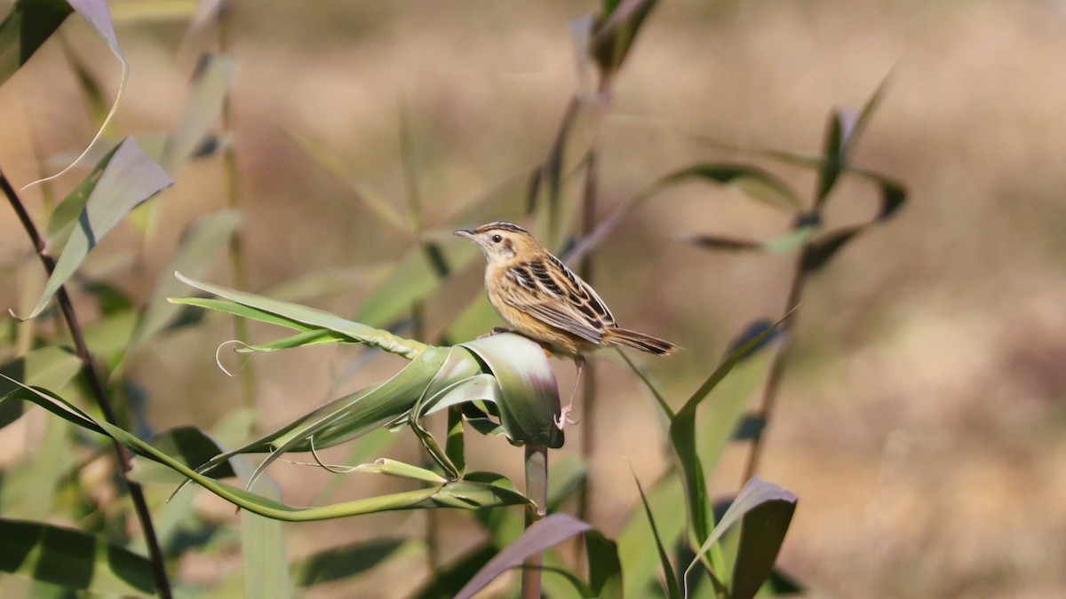 Cisticole des joncs - ML646288844