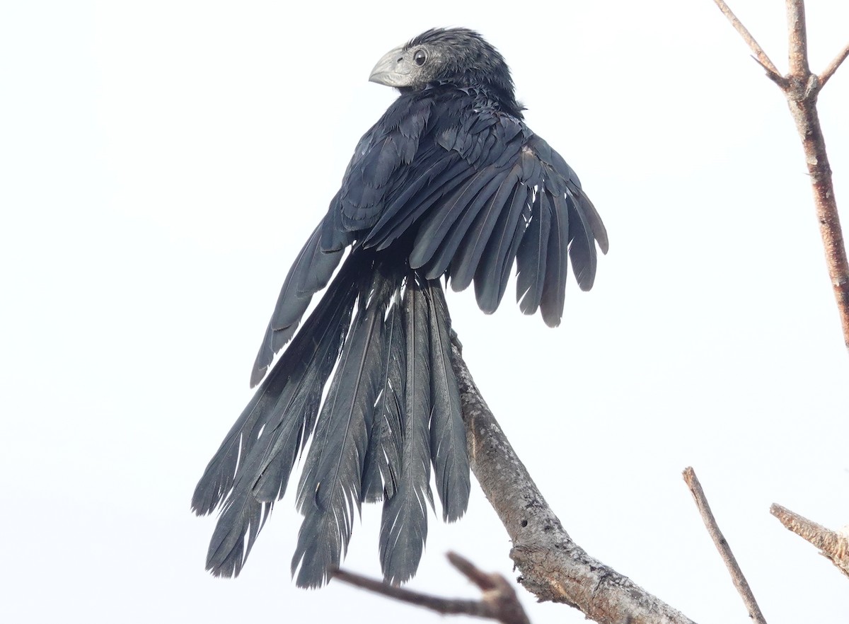 Ani à bec cannelé - ML646288845