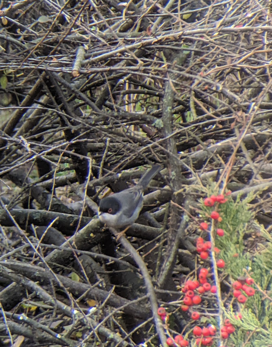 Fauvette mélanocéphale - ML646288846