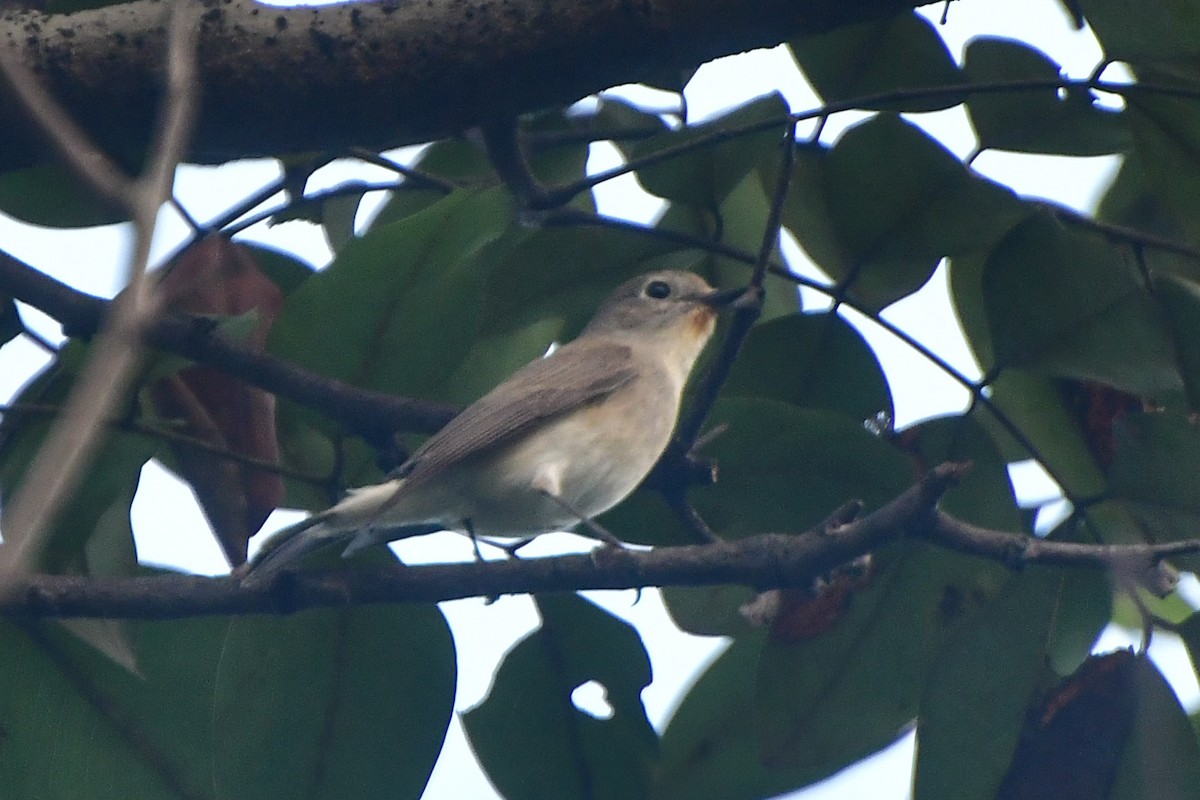 Taiga Flycatcher - ML646288848