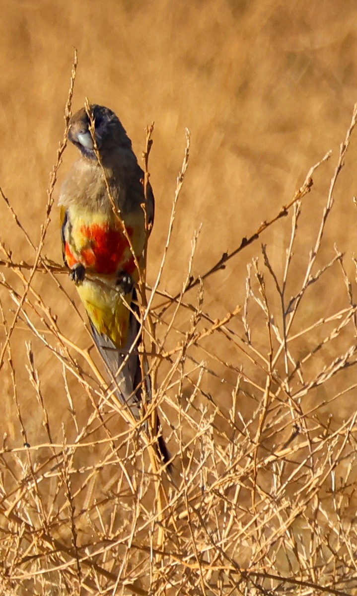 Perruche à bonnet bleu - ML646288850
