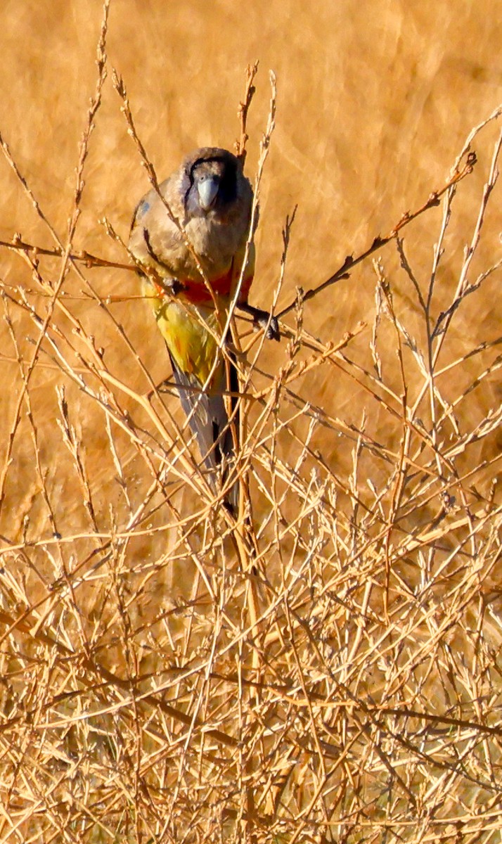 Perruche à bonnet bleu - ML646288851
