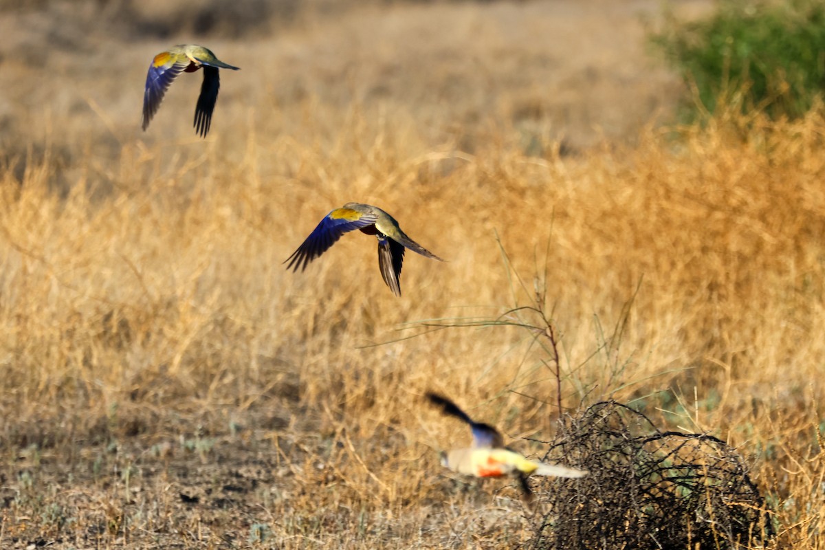 Perruche à bonnet bleu - ML646288852