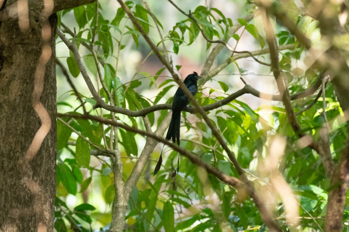 カザリオウチュウ - ML646288853