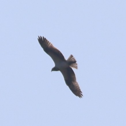 Balbuzard pêcheur - ML646288860