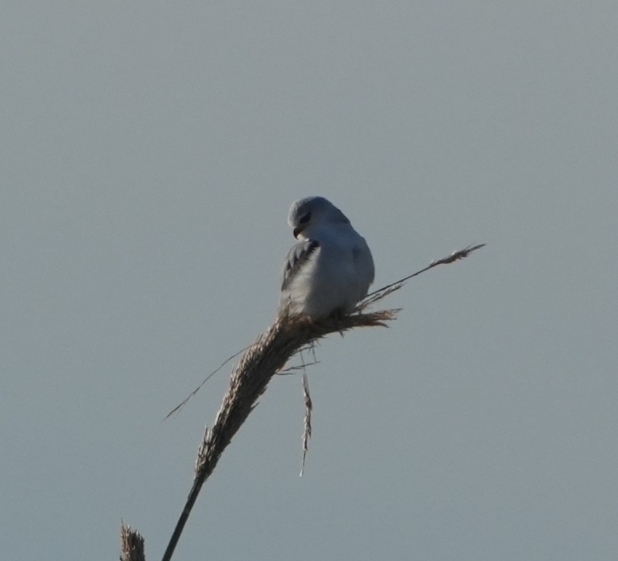 Black-winged Kite - ML646288864