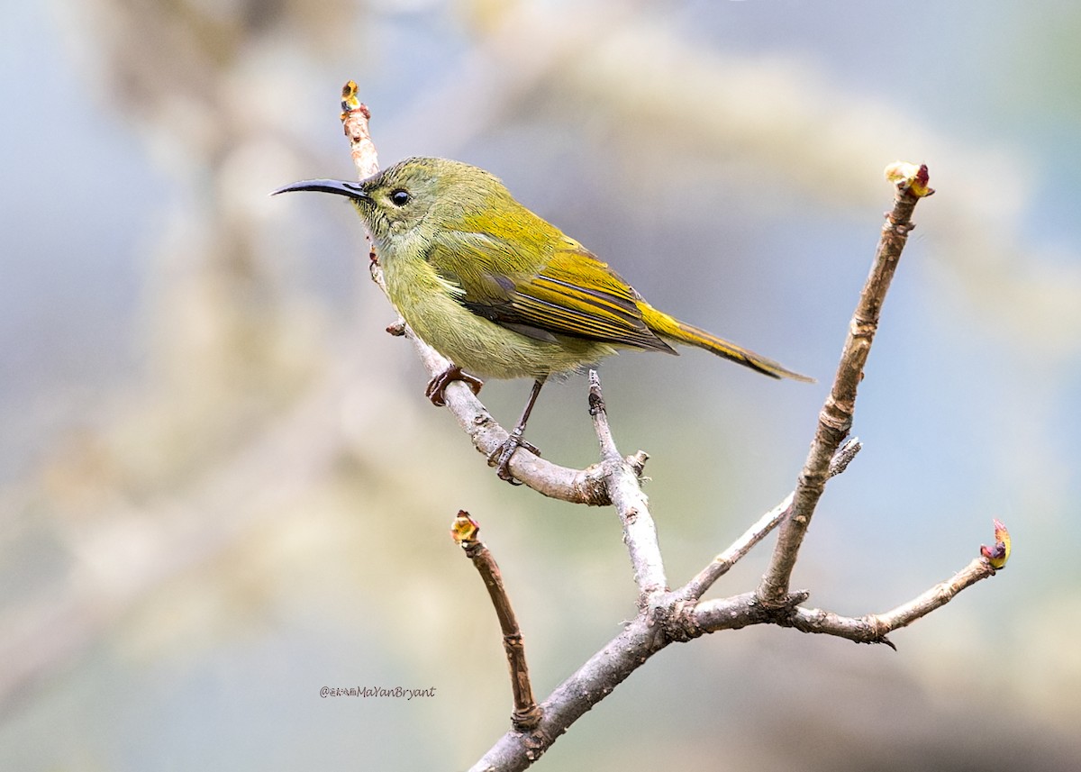 Souimanga à queue verte - ML646288865