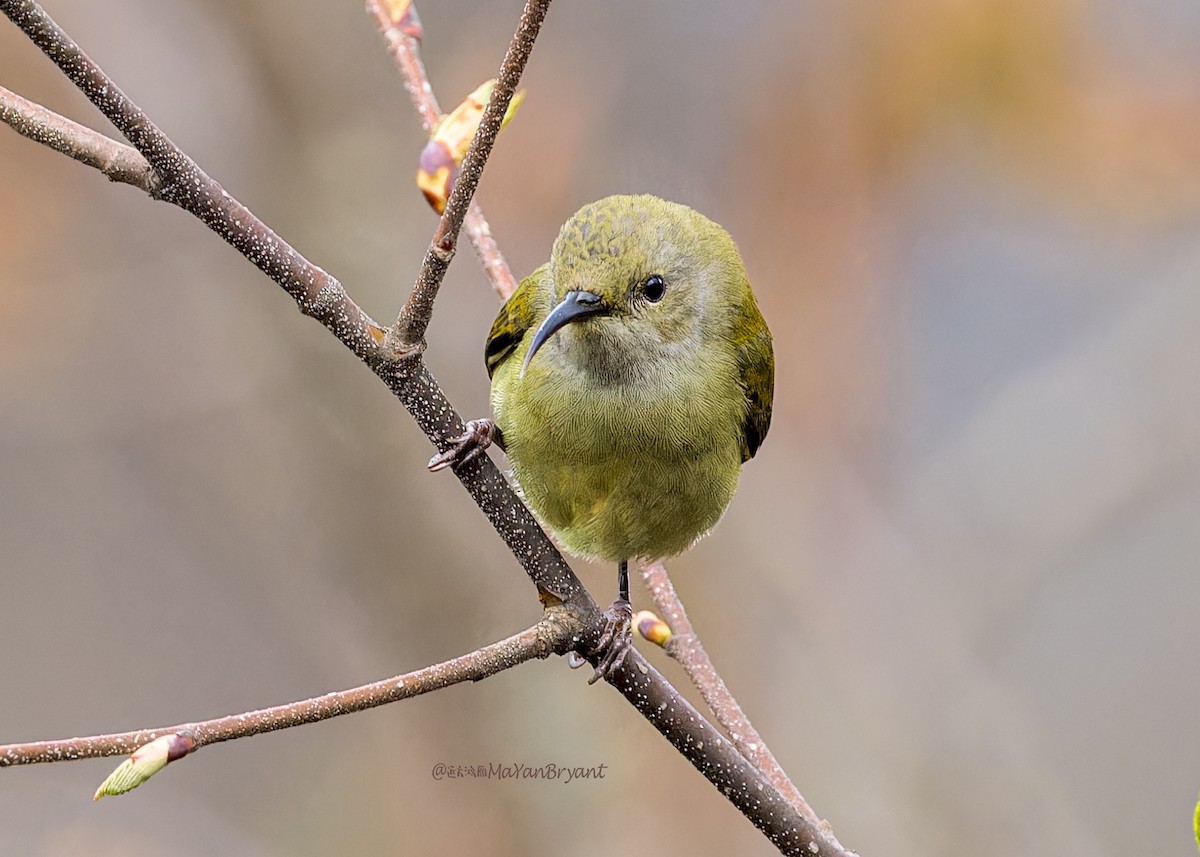 Souimanga à queue verte - ML646288866