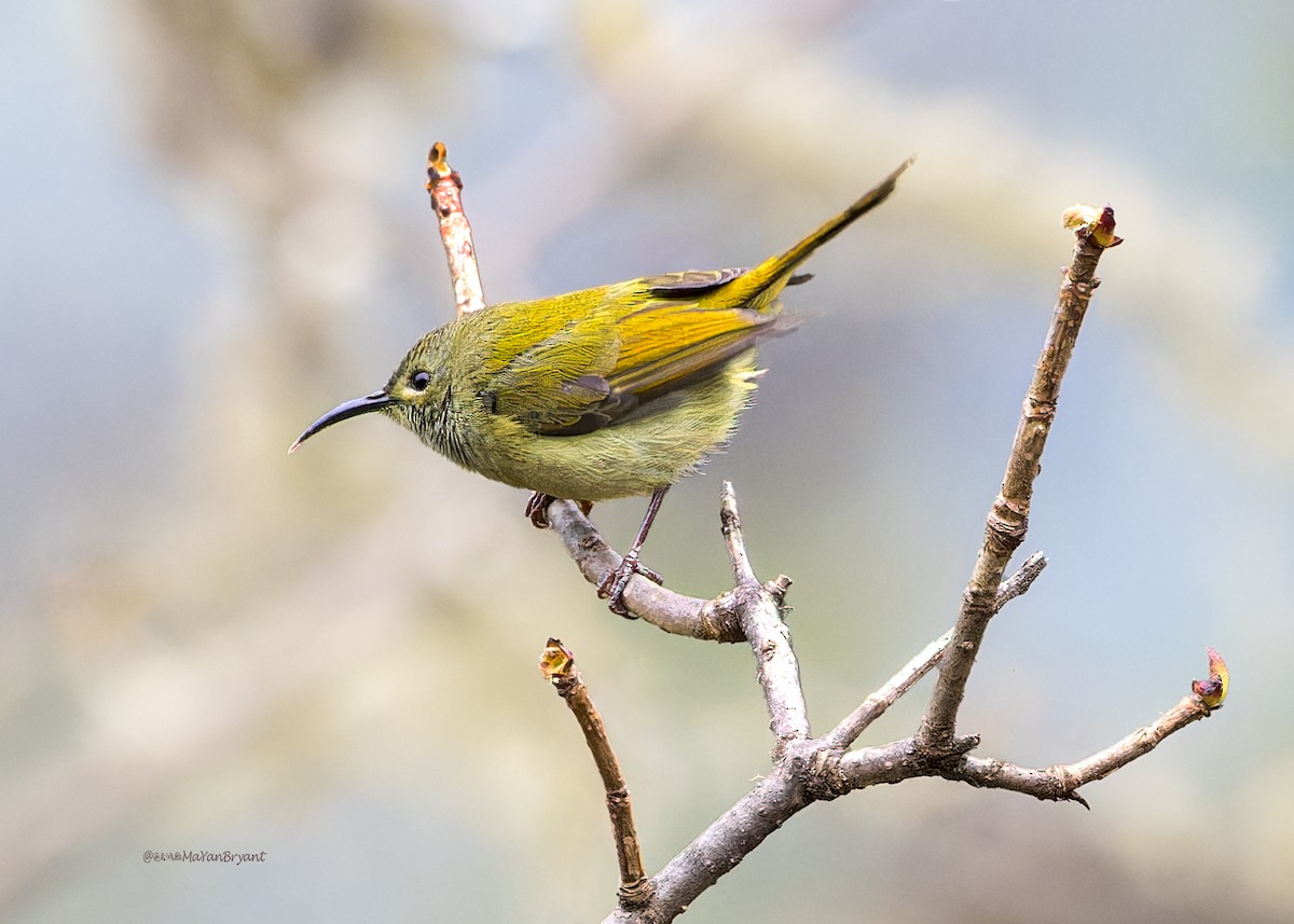 Souimanga à queue verte - ML646288867