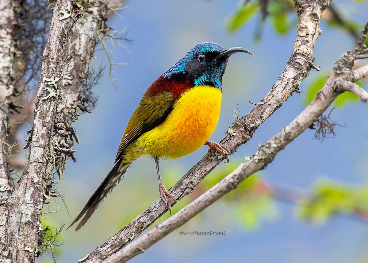 Souimanga à queue verte - ML646288868