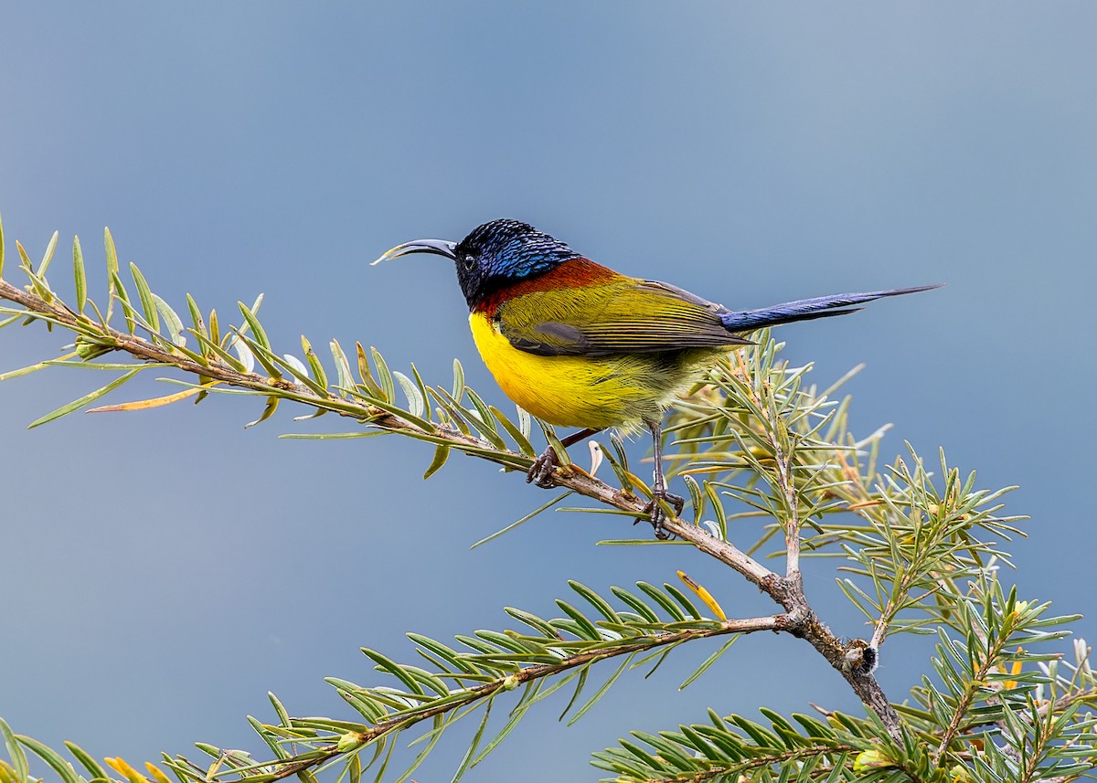 Souimanga à queue verte - ML646288869